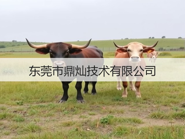 东莞市鼎灿技术有限公司(图3)