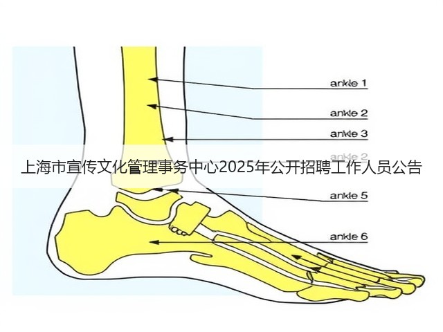 上海市宣传文化管理事务中心2025年公开招聘工作人员公告(图2)