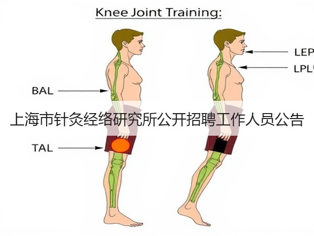 上海市针灸经络研究所公开招聘工作人员公告(图2) 上海市针灸经络研究所公开招聘工作人员公告(图2)